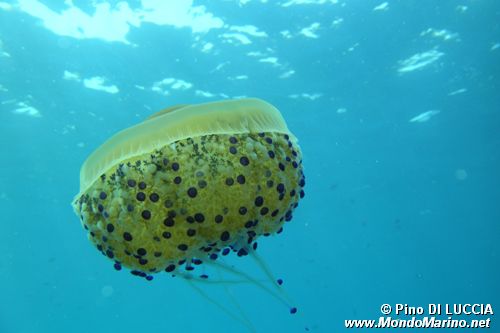 Medusa cassiopea (Cothyloriza tubercolata)