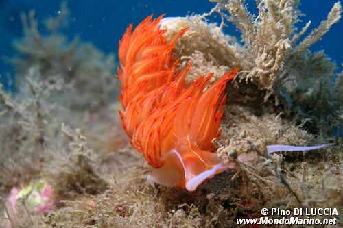 Dondice (Dondice banyulensis)