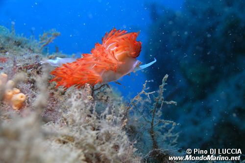 Dondice (Dondice banyulensis)