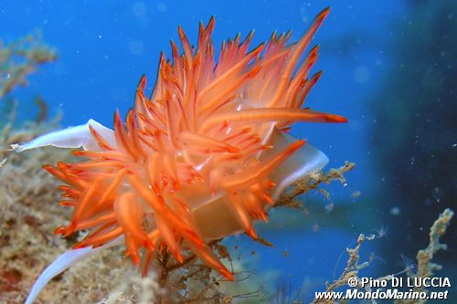 Dondice (Dondice banyulensis)