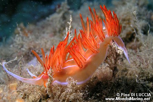 Dondice (Dondice banyulensis)