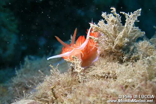 Dondice (Dondice banyulensis)