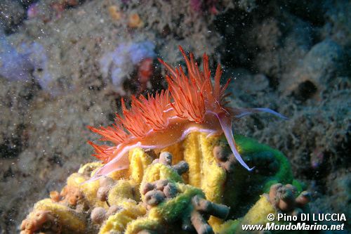 Dondice (Dondice banyulensis)