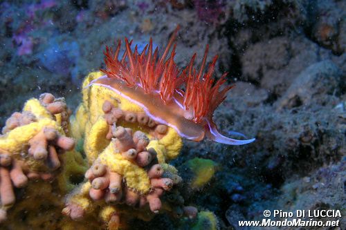 Dondice (Dondice banyulensis)