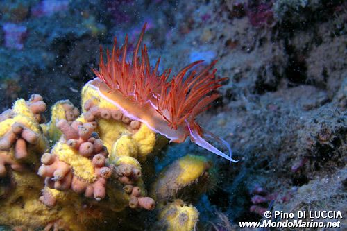 Dondice (Dondice banyulensis)