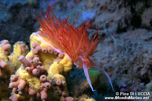 Dondice (Dondice banyulensis)