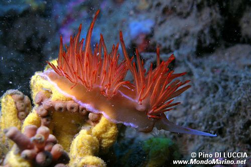 Dondice (Dondice banyulensis)