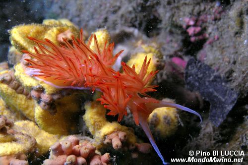 Dondice (Dondice banyulensis)