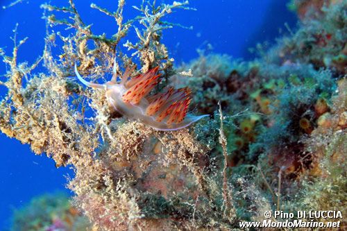 Dondice (Dondice banyulensis)