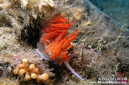 Dondice (Dondice banyulensis)