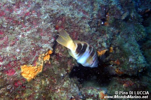 Sciarrano (Serranus scriba)