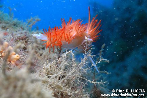 Dondice (Dondice banyulensis)
