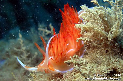 Dondice (Dondice banyulensis)