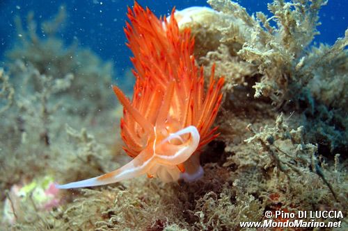 Dondice (Dondice banyulensis)