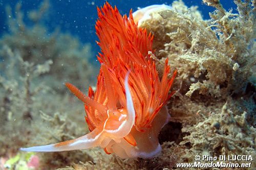 Dondice (Dondice banyulensis)