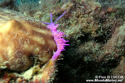 Flabellina rosa (Flabellina affinis)