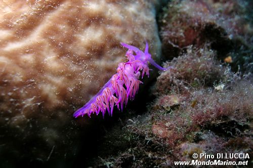 Flabellina rosa (Flabellina affinis)