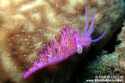 Flabellina rosa (Flabellina affinis)