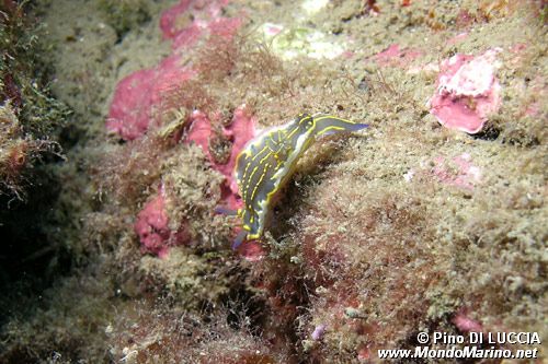 Doride dipinto (Hypselodoris picta)