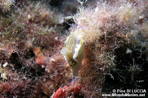 Doride dipinto (Hypselodoris picta)