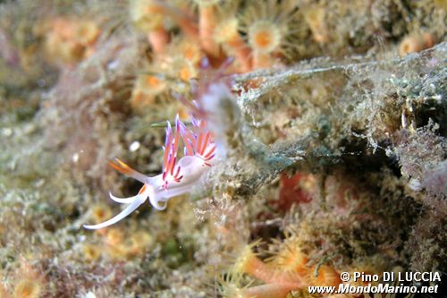 Cratena (Cratena peregrina)