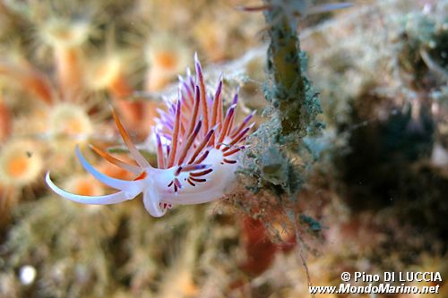 Cratena (Cratena peregrina)