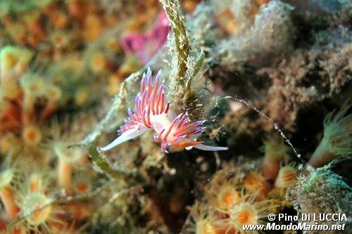 Cratena (Cratena peregrina)