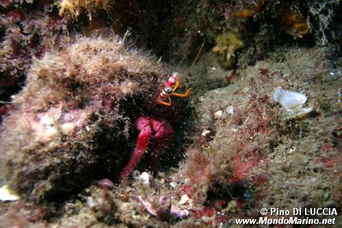 Paguro (Dardanus calidus)