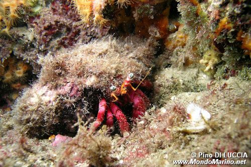 Paguro (Dardanus calidus)