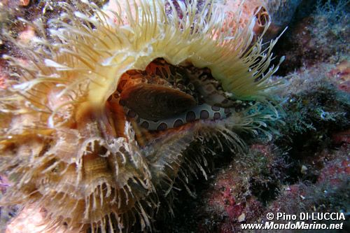Tritone partenopeo (Cymatium parthenopaeum)