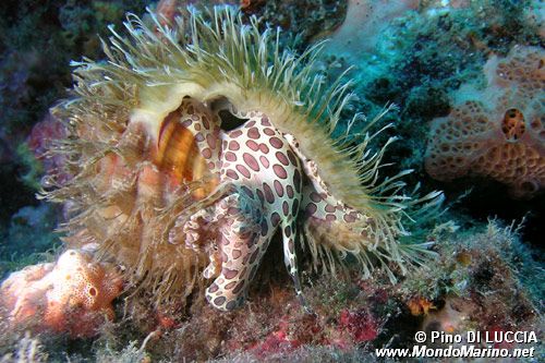 Tritone partenopeo (Cymatium parthenopaeum)