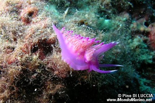 Flabellina rosa (Flabellina affinis)