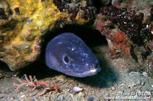 Grongo (Conger conger)