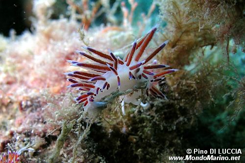 Cratena (Cratena peregrina)