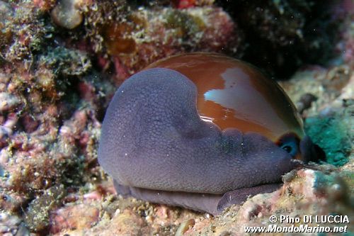 Ciprea (Luria lurida)