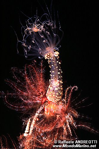 Attinia alice (Alicia mirabilis)