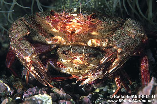 Grancella pieghettata (Liocarcinus corrugatus)