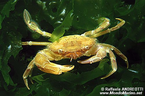 Granchio nuotatore (Portunus holsatus)