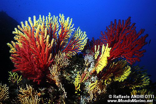 Gorgonia rossa (Paramuricea clavata)