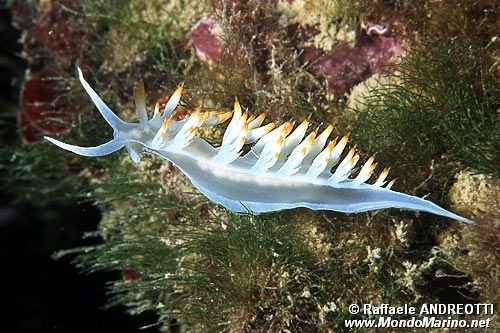 Flabellina bianca (Flabellina babai)