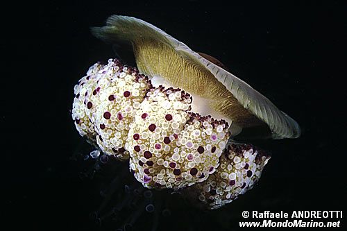 Medusa cassiopea (Cotylorhiza tuberculata)