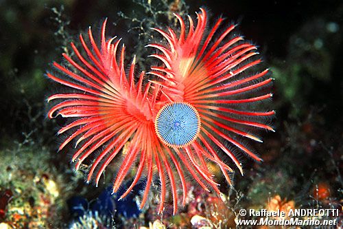 Serpula (Serpula vermicularis)