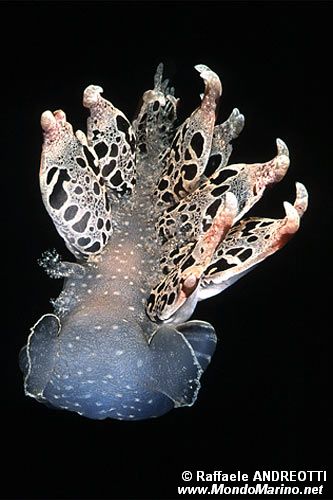 Fimbria (Tethys fimbria)