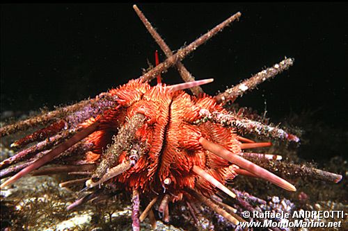 Riccio matita (Stylocidaris affinis)