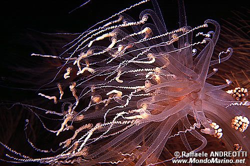 Attinia alice (Alicia mirabilis)