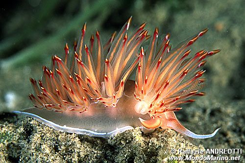 Dondice (Dondice banyulensis)