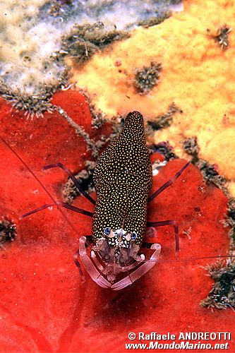 Gambero vinaio (Gnathophyllum elegans)