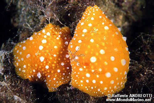 Fillidia mediterranea (Phyllidia flava)