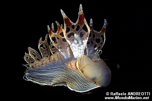 Fimbria (Tethys fimbria)