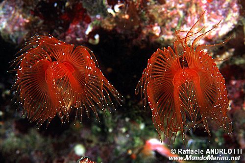 Protula (Protula intestinum)